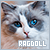  Cats: Ragdolls: 