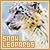  Snow Leopards: 